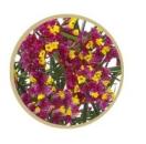 Limonium sin. Scarlet Diamond - 5 Stiele